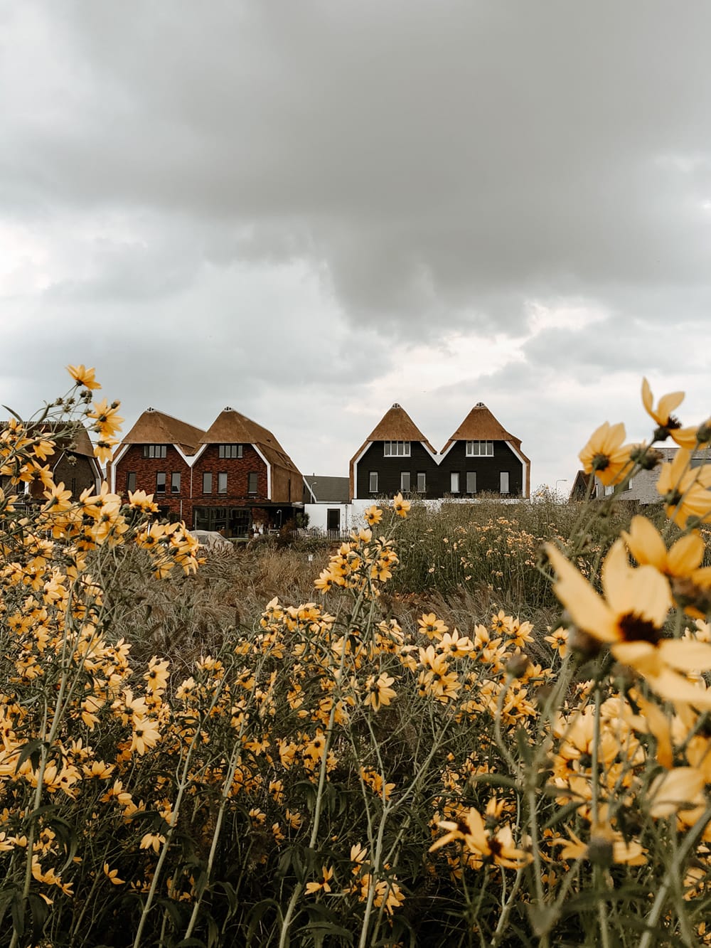Image of houses and yellow flowers as demonstration on how to use focus in iphone camera